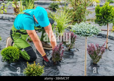 A gardener is kneeling on black fabric while planting vibrant shrubs in a well-maintained landscape under clear blue skies. Stock Photo