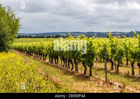Picturesque landscape in the Cognac region. Route de Vibrac, Mosnac-Saint-Simeux, Nouvelle-Aquitaine, France Stock Photo