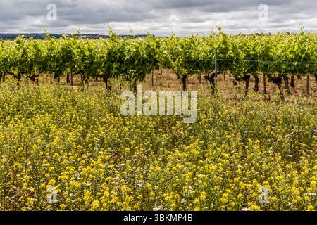Picturesque landscape in the Cognac region. Route de Vibrac, Mosnac-Saint-Simeux, Nouvelle-Aquitaine, France Stock Photo