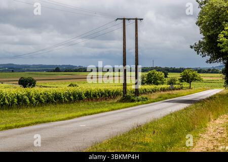 Picturesque landscape in the Cognac region. Route de Vibrac, Mosnac-Saint-Simeux, Nouvelle-Aquitaine, France Stock Photo
