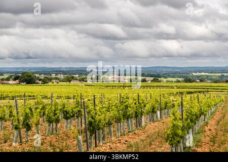 Picturesque landscape in the Cognac region. Route de Vibrac, Mosnac-Saint-Simeux, Nouvelle-Aquitaine, France Stock Photo