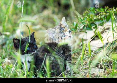 Two cute little kittens in the grass Stock Photo