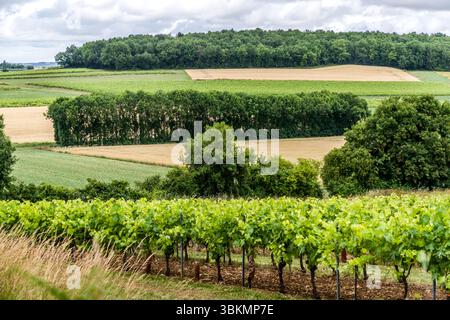 Landscape with vineyards along the Charente River in the Nouvelle-Aquitaine region. The acidic white wine Ugni Blanc is grown for Cognac brandy. Picturesque landscape in the Cognac region. Route de Vibrac, Vibrac, Nouvelle-Aquitaine, France Stock Photo
