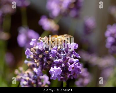 Bee is on a purple flower. The flower is purple and has a lot of petals Stock Photo