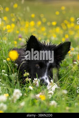 Border Collie pup in a Wildflower meadow on a damp summer morning. Hawes, North Yorkshire, UK. Stock Photo