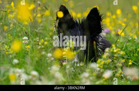 Border Collie pup in a Wildflower meadow on a damp summer morning. Hawes, North Yorkshire, UK. Stock Photo