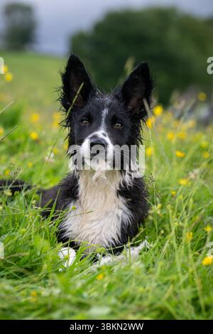 Border Collie pup in a Wildflower meadow on a damp summer morning. Hawes, North Yorkshire, UK. Stock Photo