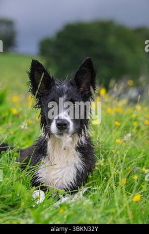 Border Collie pup in a Wildflower meadow on a damp summer morning. Hawes, North Yorkshire, UK. Stock Photo