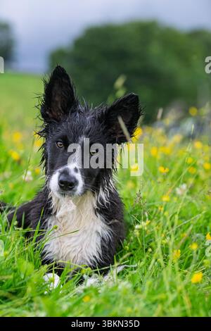 Border Collie pup in a Wildflower meadow on a damp summer morning. Hawes, North Yorkshire, UK. Stock Photo
