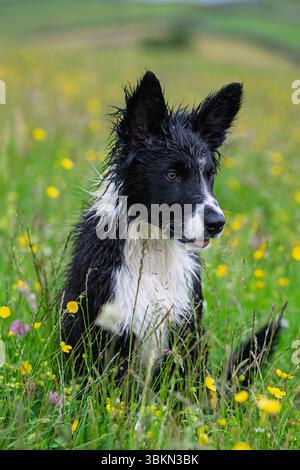 Border Collie pup in a Wildflower meadow on a damp summer morning. Hawes, North Yorkshire, UK. Stock Photo