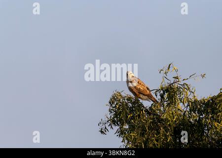 A long-legged buzzard perched on top of a tree on the outskirts of Jorbeer conservation area in Bikaner city area Stock Photo