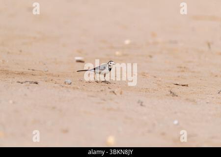 A white wagtail walking on the ground inside Desert National Park on the outskirts of Jaisalmer in Rajasthan Stock Photo