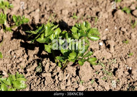 Celery Apium graveolens, also called garden celery and wild celery, shows a young plant with bright green serrated leaves, growing in loose brown soil Stock Photo