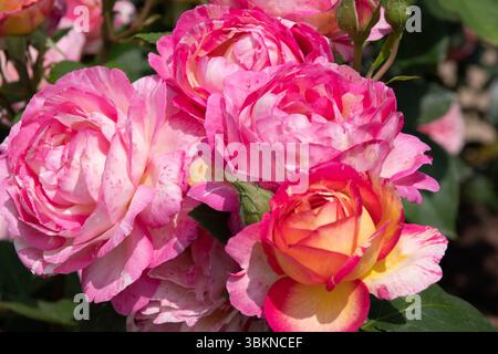 Flowers of ‘Marc Chagall’ Floribunda Rose Stock Photo - Alamy