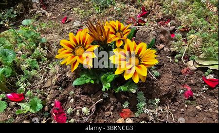 Gazania Gazania rigens, also called treasure flower and African daisy, shows three yellow-orange striped blooms with dark centers, growing among Stock Photo
