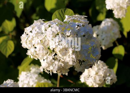 Hydrangea arborescens, also called smooth hydrangea and wild hydrangea, forms a large rounded cluster of delicate white flowers, blooming above green Stock Photo