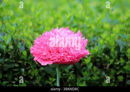 Peony Paeonia lactiflora, also called Chinese peony and garden peony, displays a large ruffled pink double bloom above glossy green leaves, set agains Stock Photo