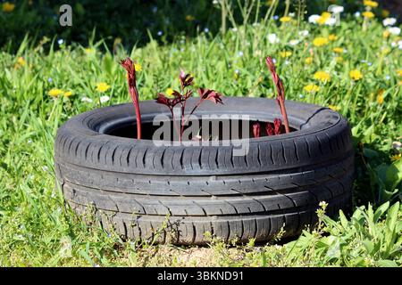 Peony Paeonia, also called common peony and garden peony, sends red shoots through a black tire planter, set in a grassy field with dandelions and dai Stock Photo