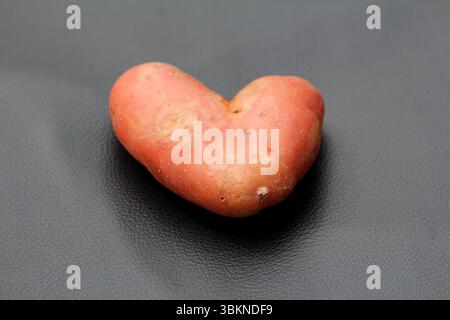Potato Solanum tuberosum, also called Irish potato, displays a unique heart-shaped red tuber with smooth skin, photographed on a textured black surfac Stock Photo