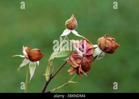 Rose Rosa, also called garden rose, shows multiple wilted brown flower buds and dried petals on green stems, set against a blurred green background Stock Photo