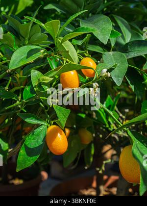 Vertical shot of ripening lemons on a tree in natural sunlight Stock Photo