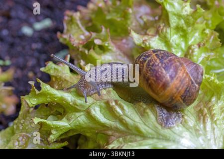 top view a big brown Roman snail on fresh green salad leaf Stock Photo