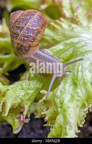 top view a big brown Roman snail on fresh green salad leaf Stock Photo