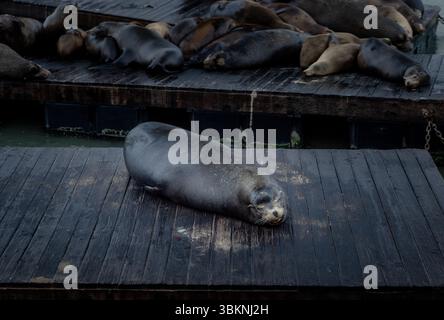 California Sea Lion On Boardwalk Stock Photo