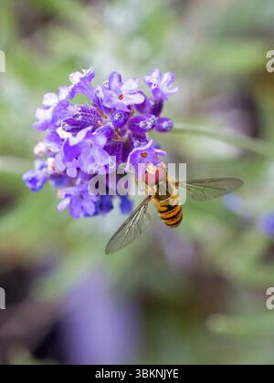 purple blossoms of lavender with a pollen stamp in the shape of a heart on which sits a marmalade hoverfly with large red compound eyes Stock Photo