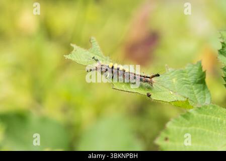 Caterpillar of the Vapourer Moth (Orgyia antiqua) on a leaf at Longcross Station, Surrey Stock Photo