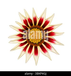 Red-yellow Gazania flower on white background, isolated. Stock Photo
