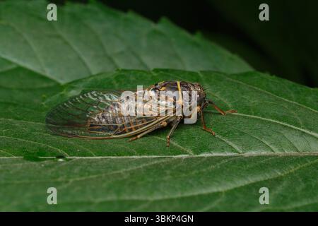 A cicada that has completed its molt rests on a green leaf. Close-up Stock Photo