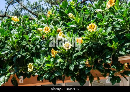 Large yellow Solandra maxima flowers bloom among glossy green leaves on a vigorous tropical vine, growing over a shaded terrace in Madeira, Portugal. Stock Photo