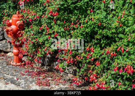 A red fire hydrant stands beside a lush Fuchsia magellanica bush spilling onto a cobbled street in Madeira, Portugal, with fallen blossoms on the grou Stock Photo