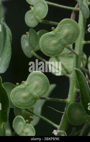 Spectacle Pod Palmer's Spectaclepod, Dimorphocarpa candicans Stock Photo - Alamy