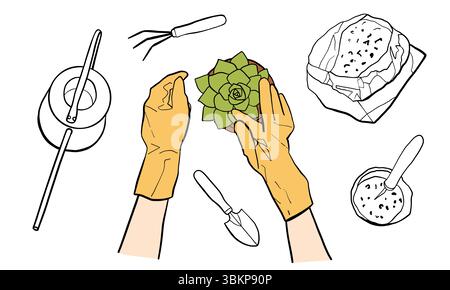 Hands of a person in gloves replanting a succulent houseplant in a pot. Concept of plant care, house plat, gardening, plant growing. Vector line illus Stock Vector