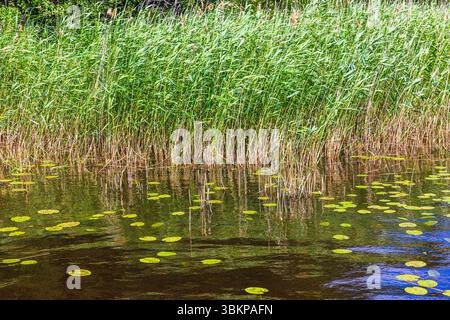 Green reeds swaying in wind near shallow lake water with lily pads floating on calm surface. Sweden. Stock Photo