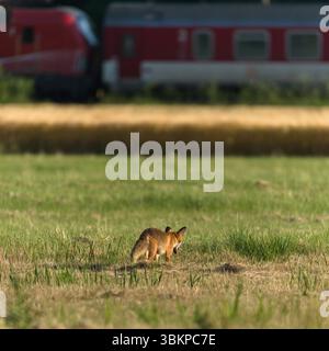 Vulpes vulpes aka The red fox is hunting and eating rodents on the field. Summer evening. Nature of Czech republic. Stock Photo