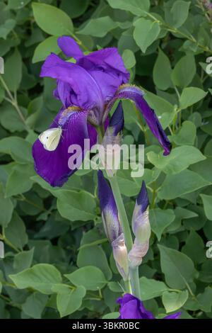 Male Cabbage White butterfly (Pieris rapae) on purple bearded iris (Iris × germanica), Delaware Botanic Gardens, Dagsboro, Delaware Stock Photo