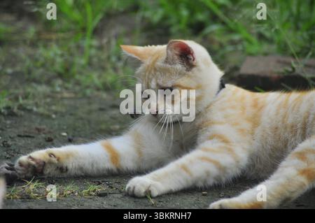 House Cat Playing At the park Stock Photo