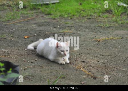 House Cat Playing At the park Stock Photo