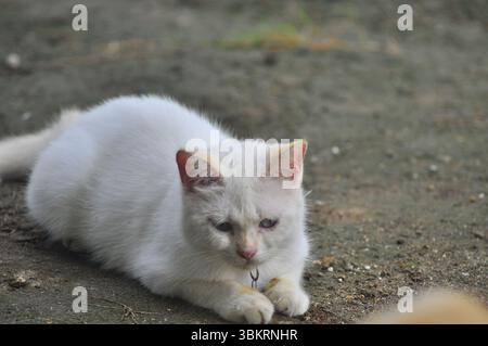 House Cat Playing At the park Stock Photo