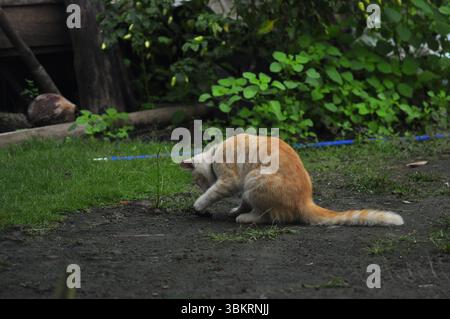 House Cat Playing At the park Stock Photo