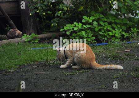 House Cat Playing At the park Stock Photo