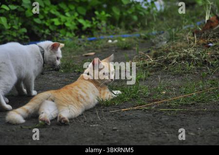 House Cat Playing At the park Stock Photo