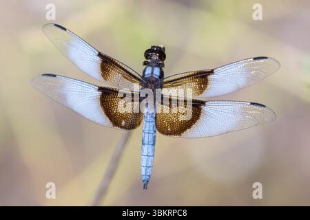 Widow Skimmer Adult Male. Ed R. Levin County Park, Santa Clara County, California, USA. Stock Photo