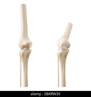 3D knee joint anatomy models showing straight and bent positions - anatomical femur connecting with tibia, ligament structure. Medical education visualization for orthopedic study, healthcare training Stock Vector