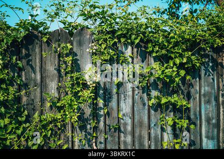 Old wooden fence with creeping plant growing over it as natural organic background Stock Photo