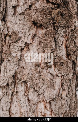 Wood textured surface with fluid natural shapes for abstract background. Wooden brown texture. Space for designs and text. uneven ground. Stock Photo