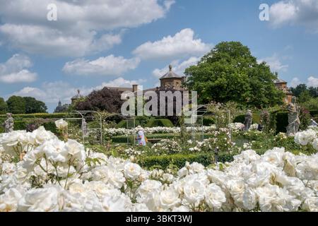 An impressive display of white Iceberg roses in the walled garden at Houghton Hall, Norfolk. Stock Photo